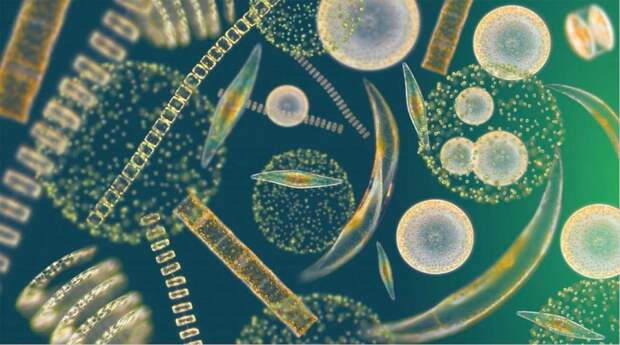 Слишком большое количество фитопланктона. интересное, история, наука, природа