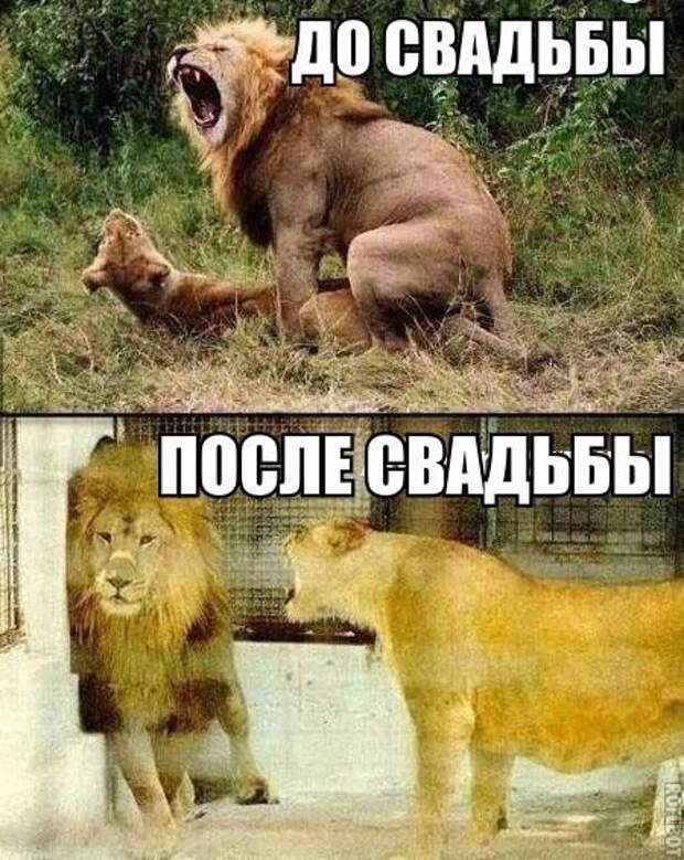 Смешные картинки с надписями Смешные картинки с надписями демотиваторы, прикол, юмор