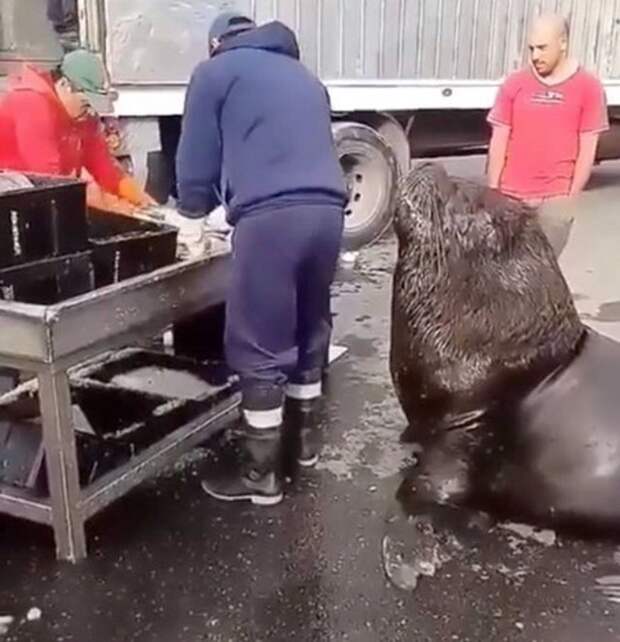 Ничего необычного: морской лев заглянул на рыбный рынок, чтобы перекусить