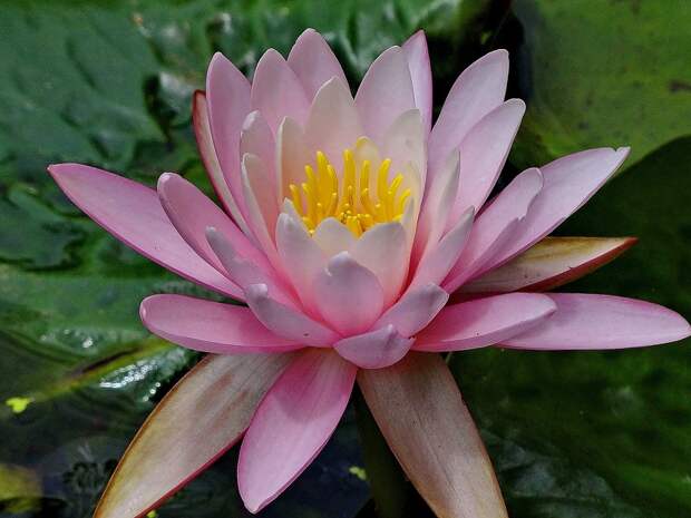 Моя извечная любовь... :-)