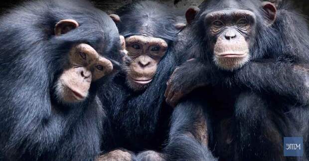 Гипотеза планеты обезьян: Кто заменит человечество, когда мы вымрем?