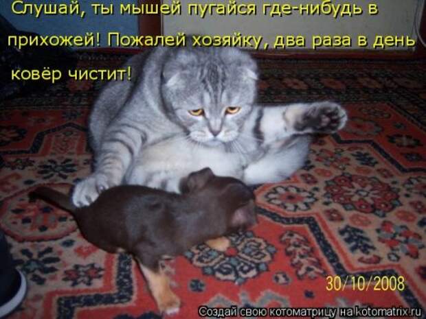 Новые котоматрицы для настроения (32 шт)