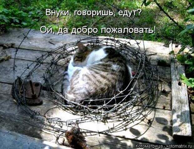 Забавные котоматрицы