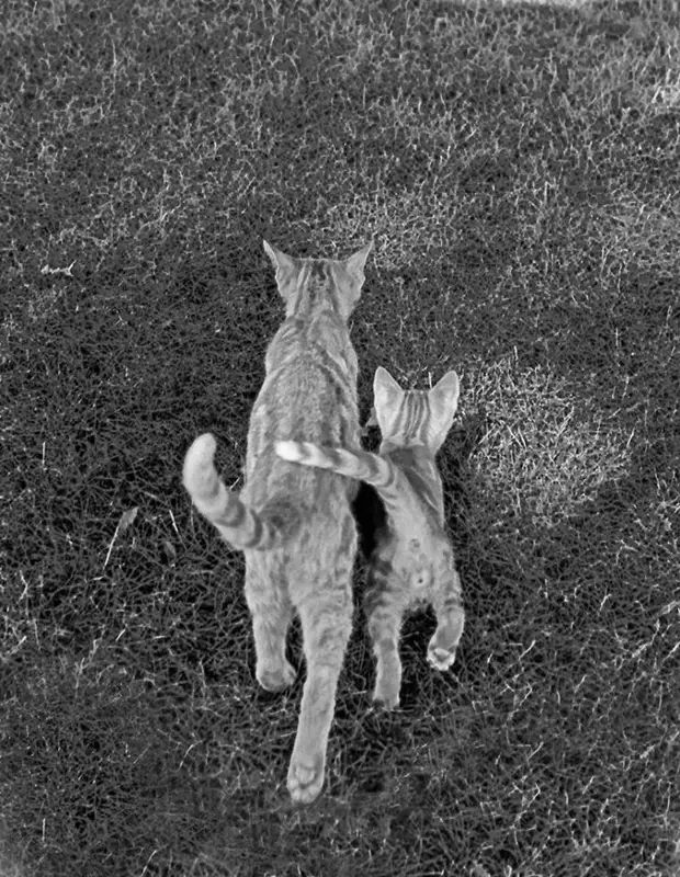 ������ ������� � �������, ������� 70 ��� �������������� �����   27 1