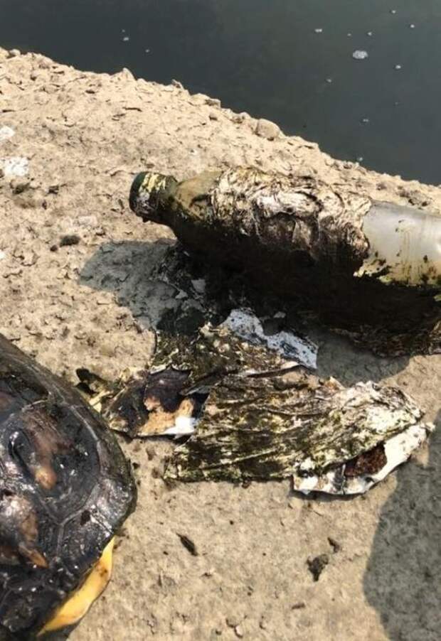 Рыбак обнаружил странную бутылку, оказавшуюся тяжелой ношей для черепахи (4 фото)