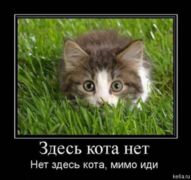 Животным смешно, а вам? (90 фото) smeshnie shivotnie 18 Животным смешно, а вам? (90 фото)