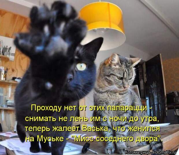 Забавные котоматрицы