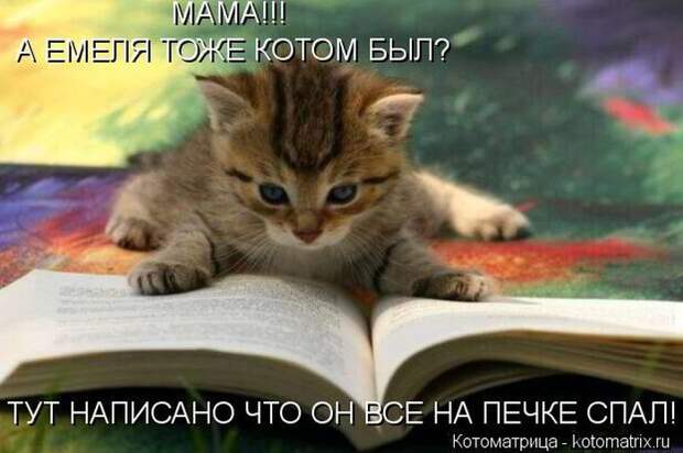 Лучшие котоматрицы недели (50 фото)
