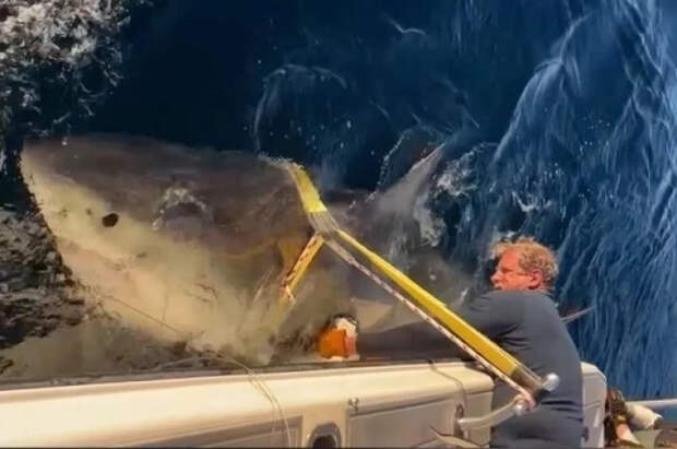 Ученые получили новые данные о гигантской 2700-килограммовой белой акуле