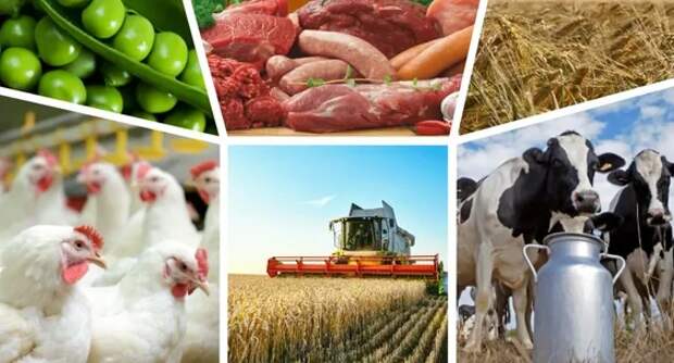 Экспорт российской продукции АПК за первые полгода 2020 года вырос на 18% |  Пикабу
