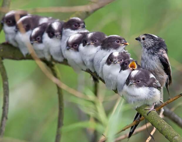 Эти птички умеют обниматься!