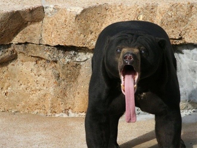 Фотографии удивлённых животных