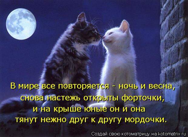 Котоматрица: В мире все повторяется - ночь и весна, снова настежь открыты форточки, и на крыше юные он и она тянут нежно друг к другу мордочки.