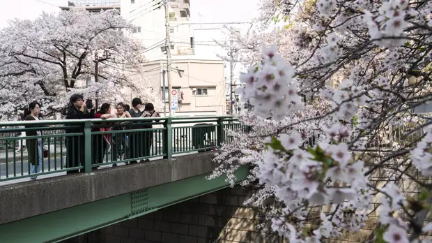Российский турпоток в Японию вырос до рекордных показателей
