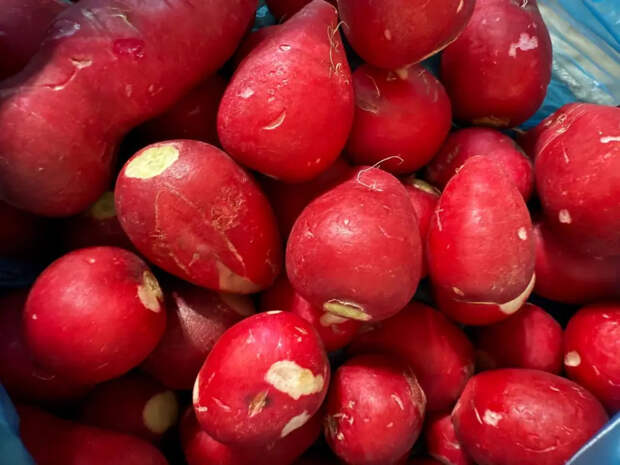 Посадите редис в апреле именно так — через 18 дней уже захрустите первым сочным урожаем