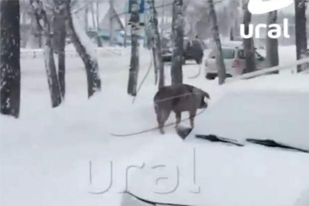 В российском городе поселились свиньи