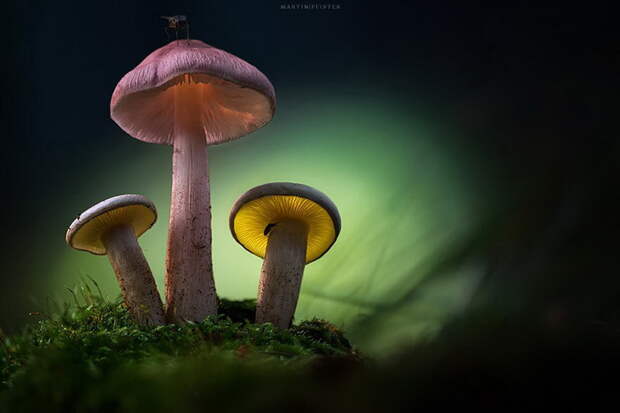 Грибы в фотографиях Martin Pfister Грибы в фотографиях Martin Pfister