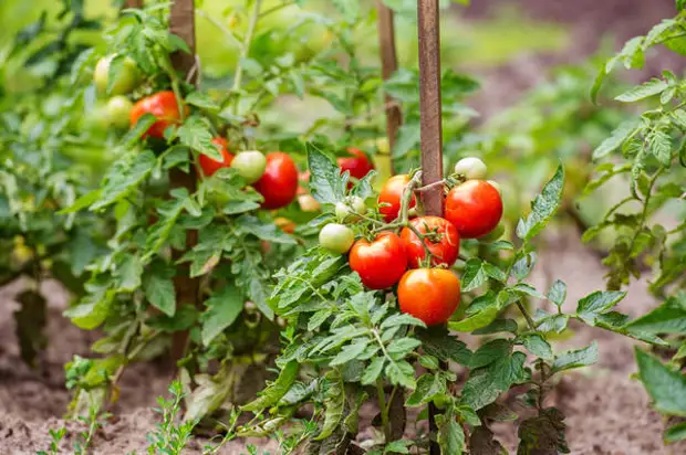 Грунтовые томаты позволяют продлить помидорный сезон
