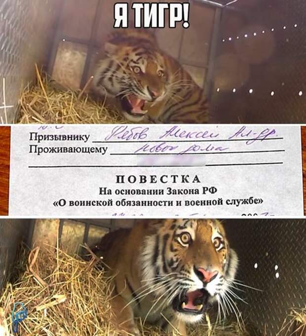 Картинки с Надписями 22.03.2016 Картинки с Надписями 22.03.2016 картинки, картинки с надписями, прикол, юмор