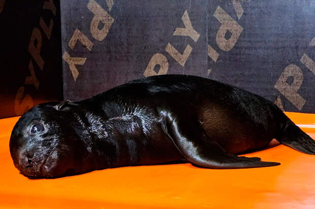 5. Без подписи