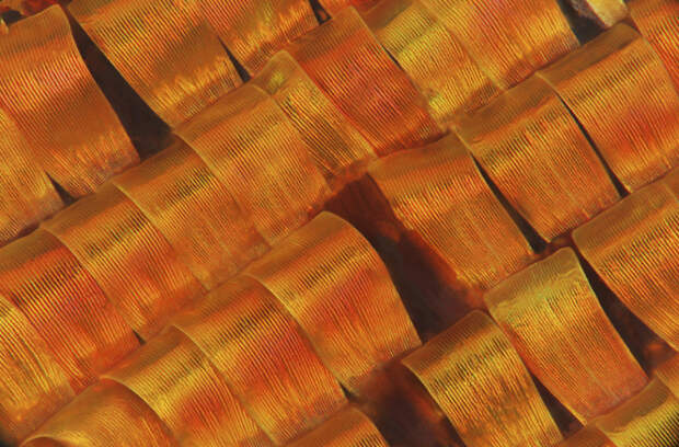 Победители конкурса фотографии в области биомедицины Wellcome Image Awards 2016