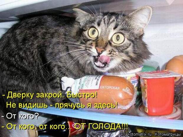 Лучшие котоматрицы недели (50 фото)