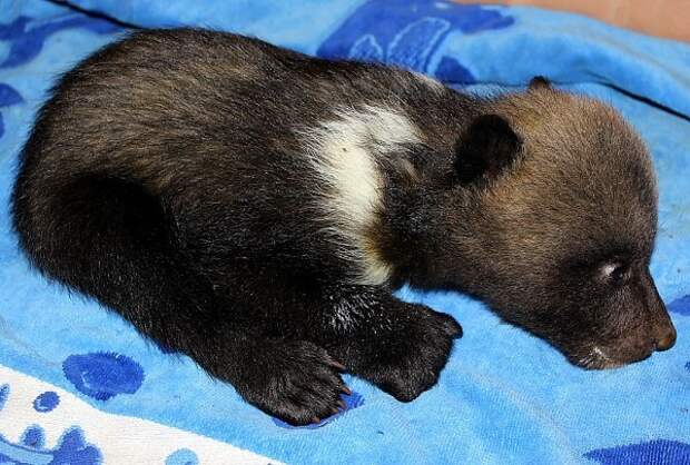 В Харьковском зоопарке показали новорожденных медвежат зоопарк, медведь, пополнение, харьков