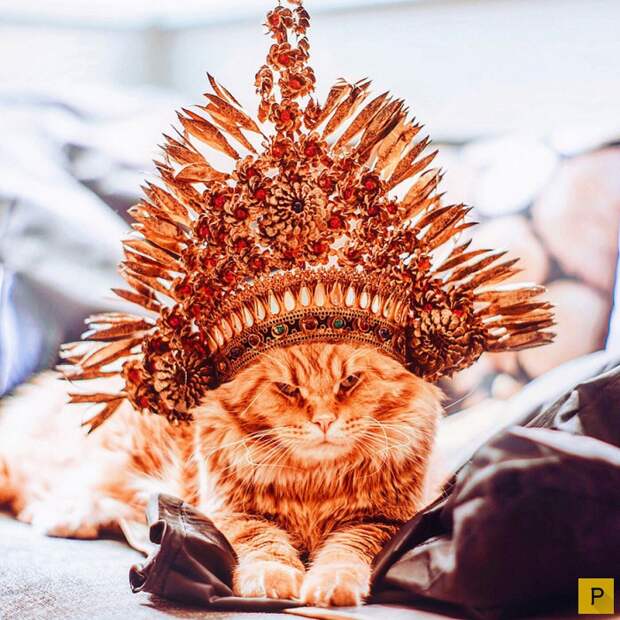 Роскошный рыжий кот по имени Котлета (27 фото) Роскошный рыжий кот по имени Котлета (27 фото)