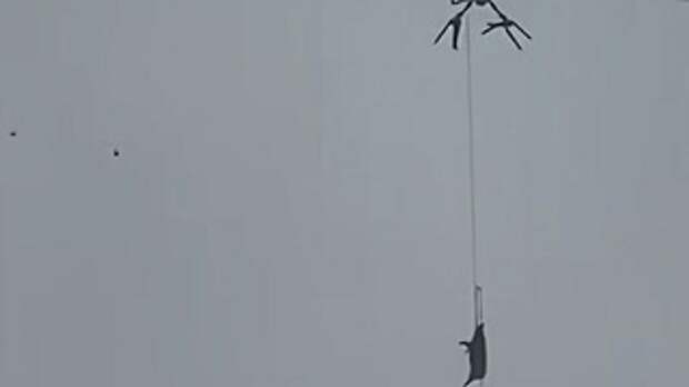 Свинья на дроне / Фото: социальные сети