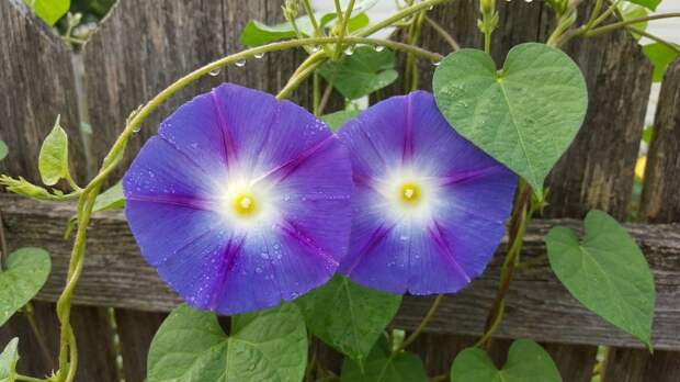 Россиян предупредили об уголовной ответственности за выращивание «вьюнка»