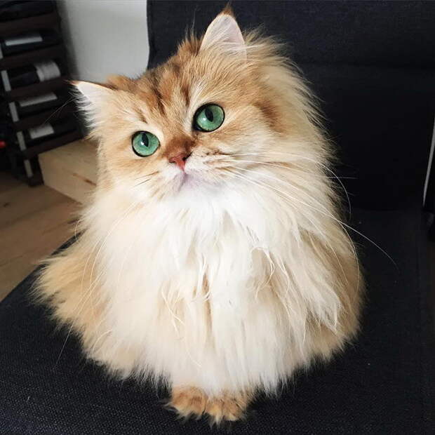Самый фотогеничный кот на свете: встречайте Смузи! Самый фотогеничный кот на свете: встречайте Смузи!