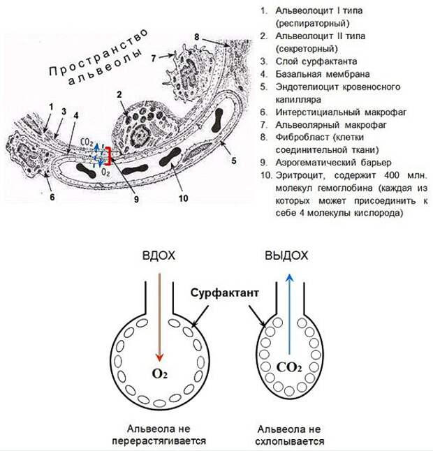 Аэрогематический барьер гистология рисунок