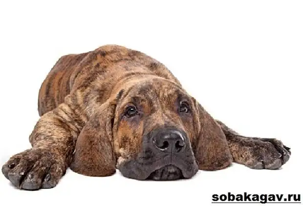 Фила бразилейро собака. Описание, особенности, уход и цена породы