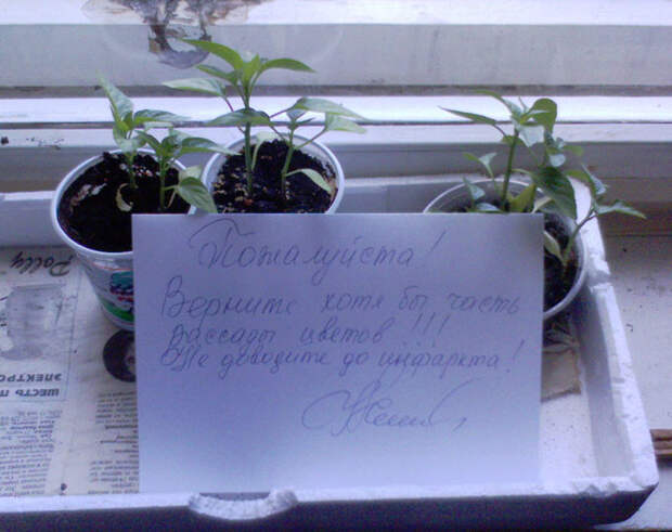 Этот крик души поймет только тот, кто хоть раз сам что-то выращивал) Этот крик души поймет только тот, кто хоть раз сам что-то выращивал) жизненно, прикол, рассада