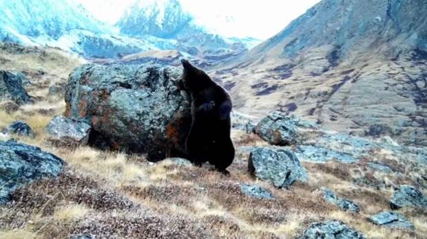 Медведь почесывает спинку / Фото: кадр из видео 