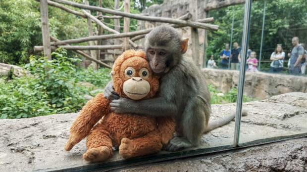 «Сработал как триггер на базовые потребности»: почему весь мир следит за макакой Панчем, которого оставила мама