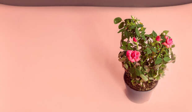 Горшок rose