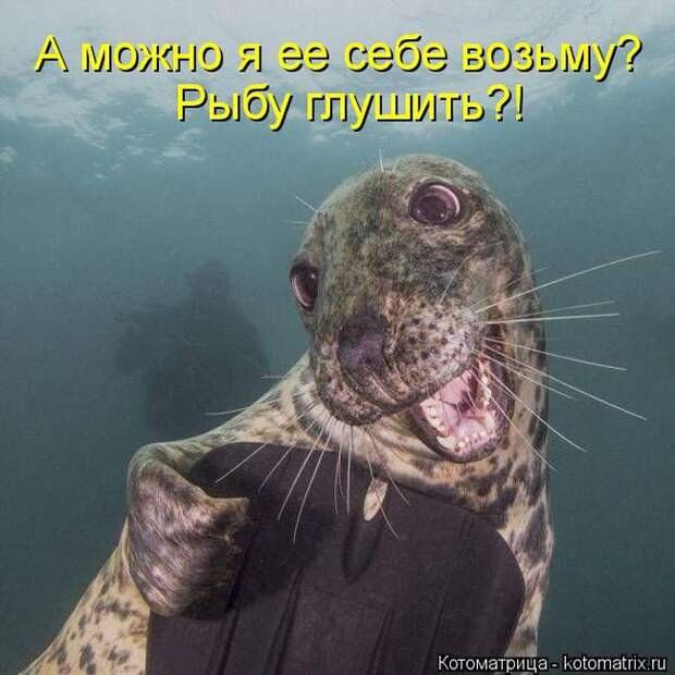 Забавные котоматрицы