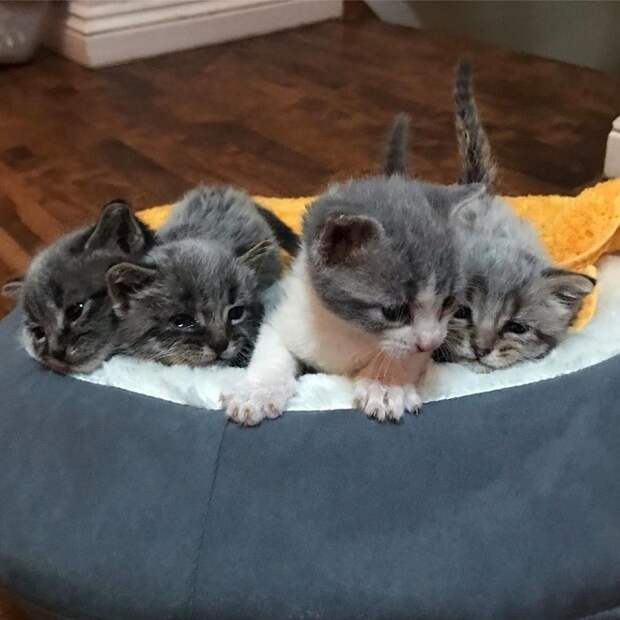 Котята лежат Четыре котенка