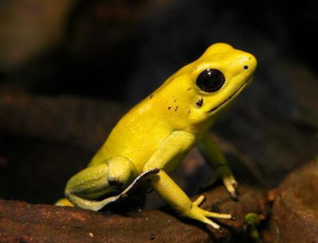 golden-poision-dart-frog-768x587