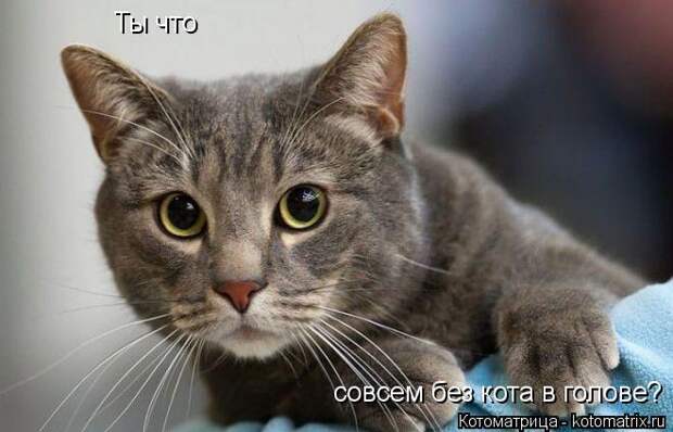 Котоматрица: Ты что совсем без кота в голове?