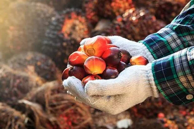 Самое популярное в мире растительное масло подешевело