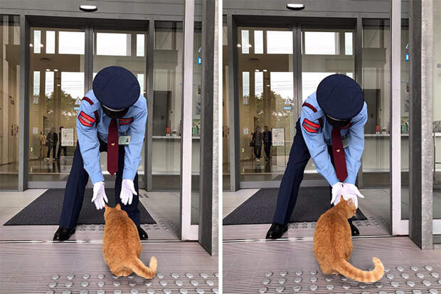 Два кота в Японии три года пытаются попасть в музей