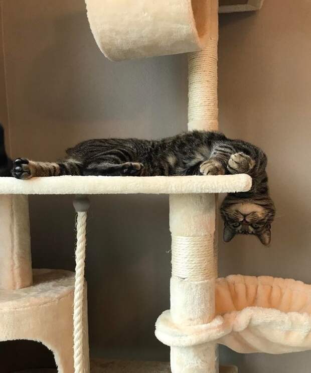 20+ котеек, которые пренебрегают всеми известными законами физики