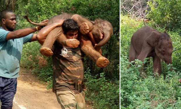 Индийского слонёнка спасли из канавы и отнесли к маме.. на плечах! видео, дикая природа, животные, индия, слон, слоненок, спасение, фото