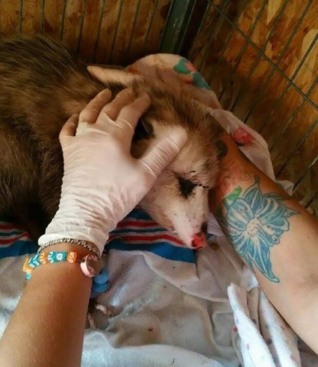 Спасенному животному дали кличку Энджел. Спасенному животному дали кличку Энджел. опоссум, спасение