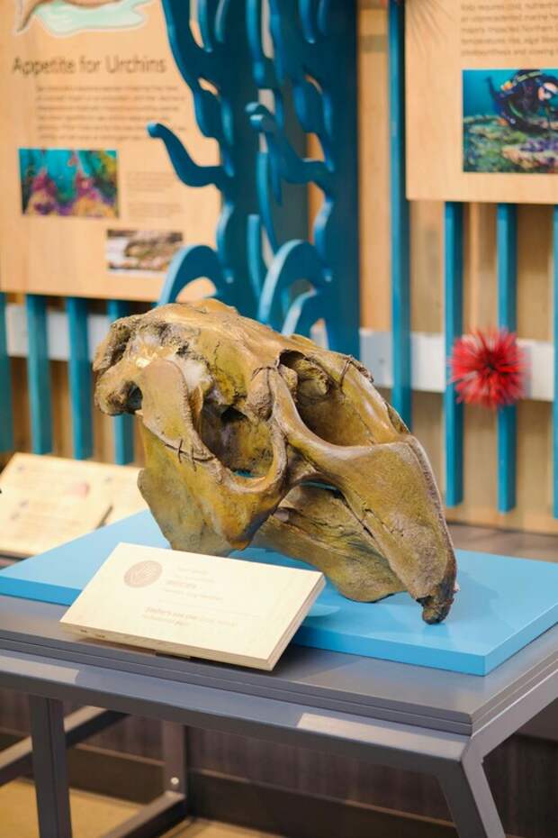 На побережье Калифорнии обнаружен гигантский череп неизвестного морского существа