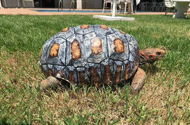 tortoise-3d-printed-shell-freddy-4