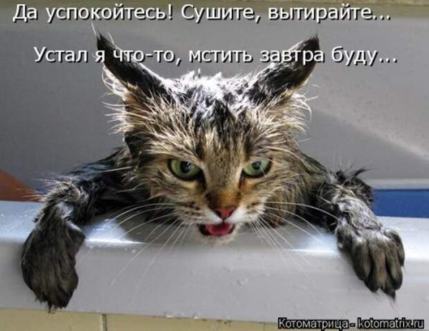 Лучшая котоматрица за неделю (32 фото)