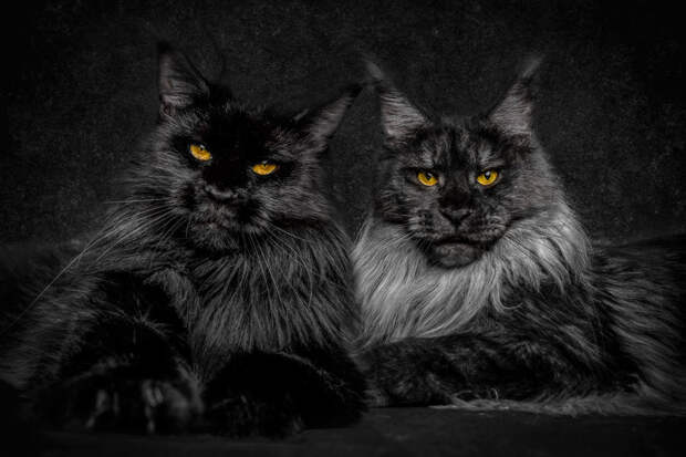 65 фото, доказывающих, что Мейн-кун - главный Бог королевства кошек